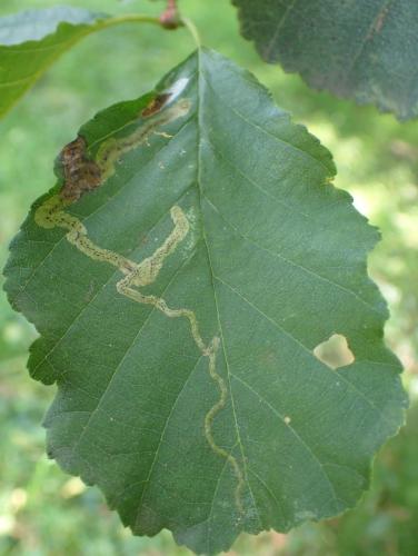 Réf. 336 451 : Agromyza alnivora